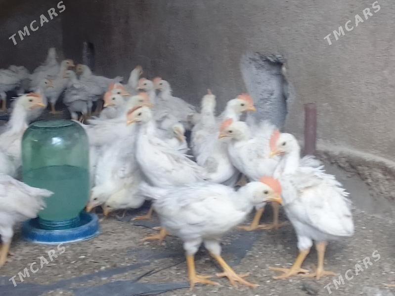 juyje - Bagyr - img 1