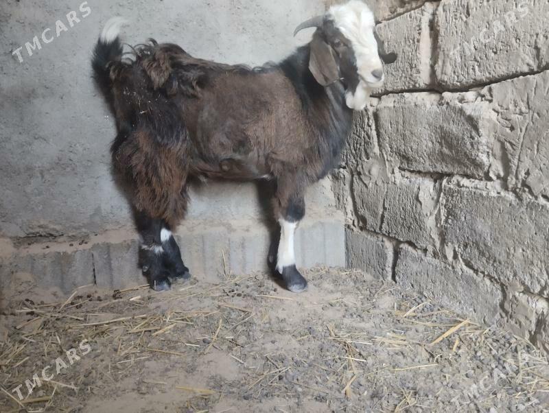 owlak - Бузмеин - img 3