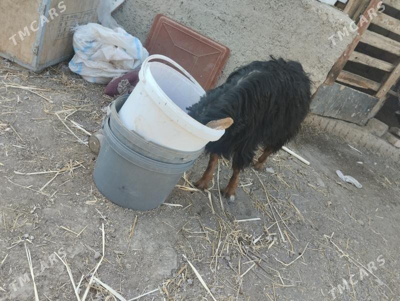 owlak - Бузмеин - img 2