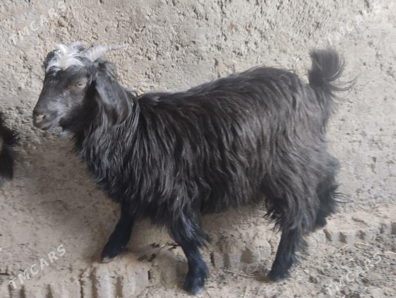 owlak - Бузмеин - img 4