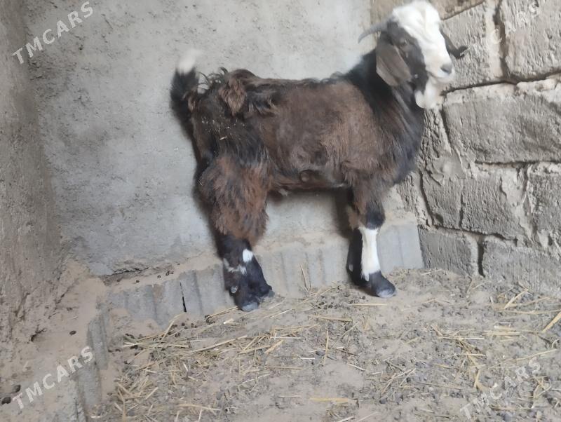 owlak - Бузмеин - img 1