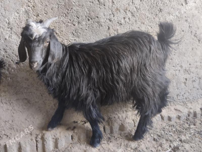 owlak - Бузмеин - img 6