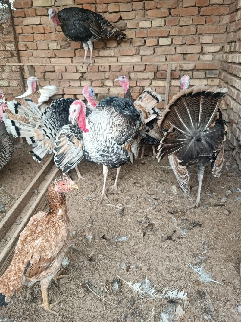 induk - Sakarçäge - img 3