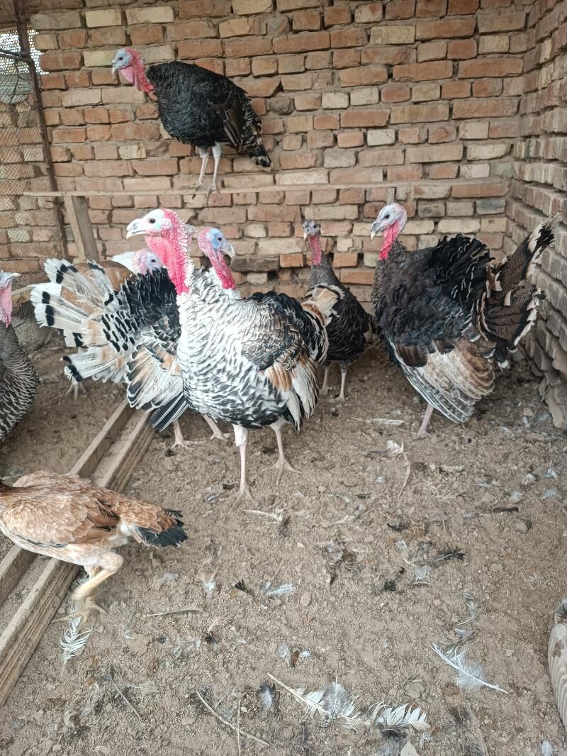 induk - Sakarçäge - img 4