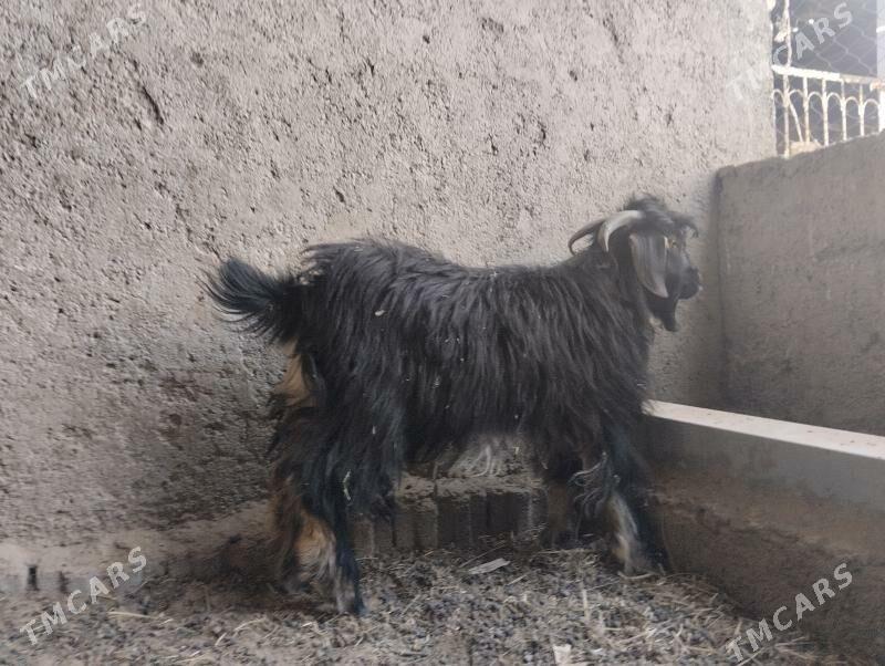 owlak - Бузмеин - img 8