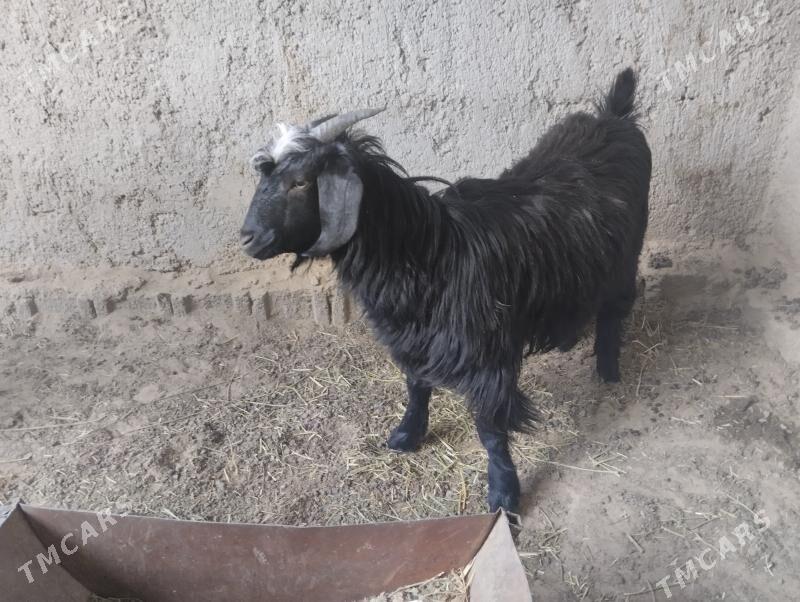 owlak - Бузмеин - img 9