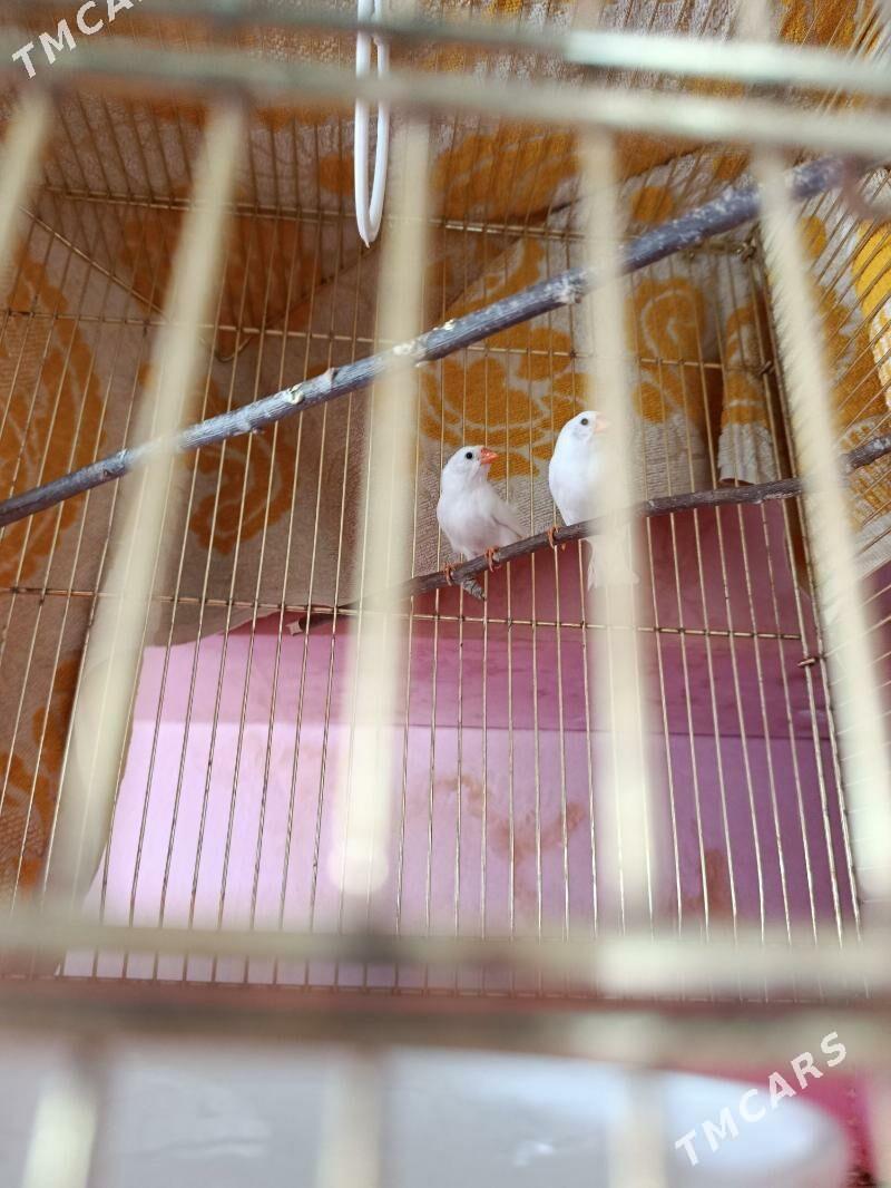 Амадины ( птицы ) - Ашхабад - img 3