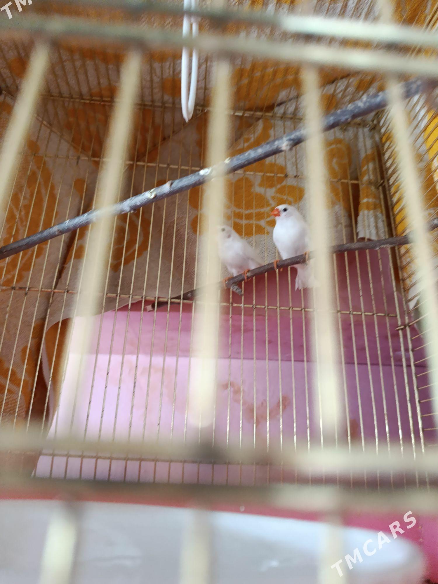 Амадины ( птицы ) - Ашхабад - img 2