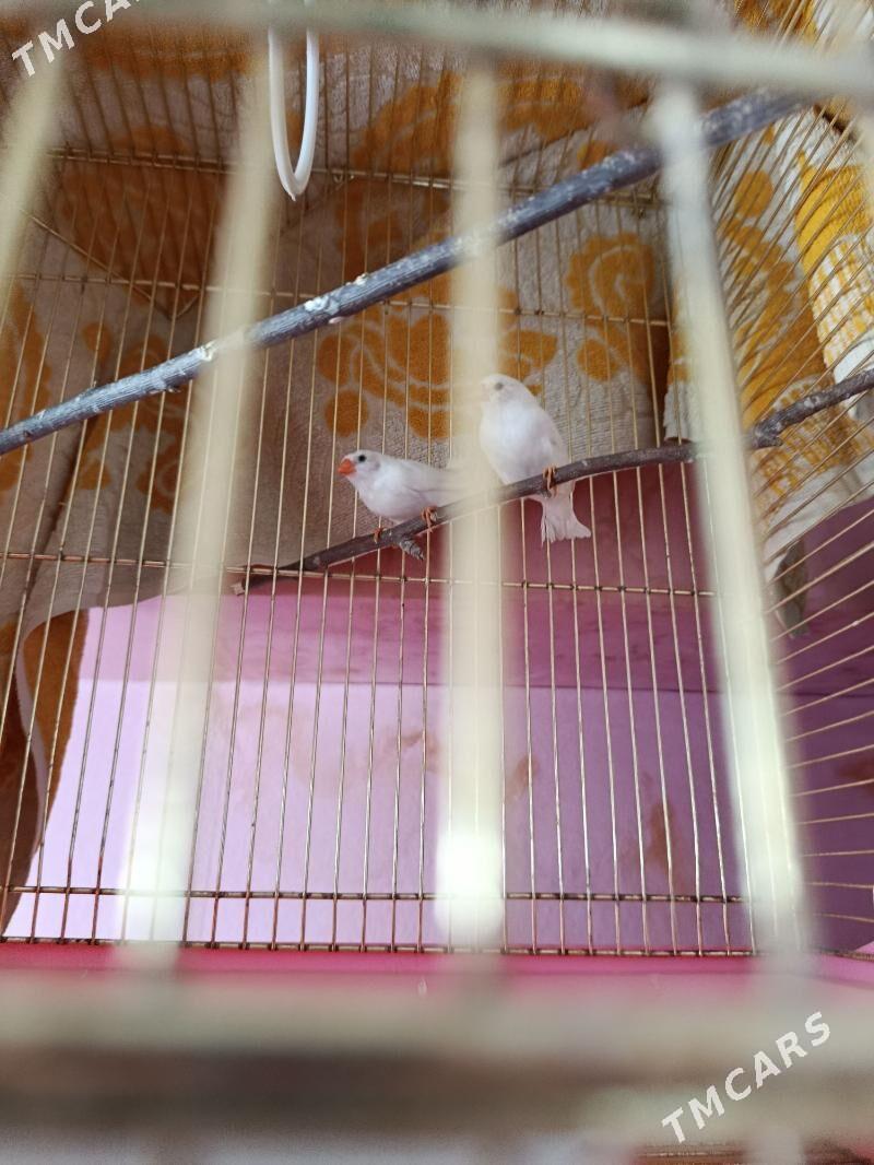 Амадины ( птицы ) - Ашхабад - img 1