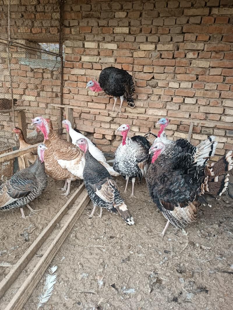 induk - Sakarçäge - img 5