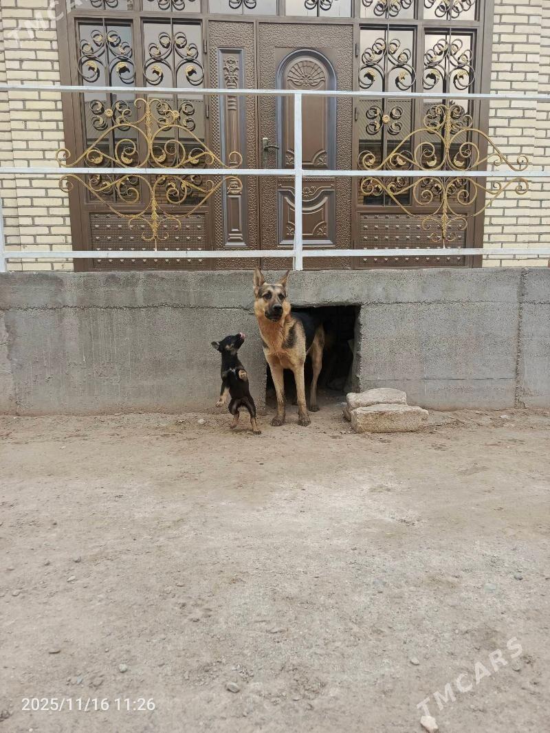 Afcarka - Векильбазар - img 1