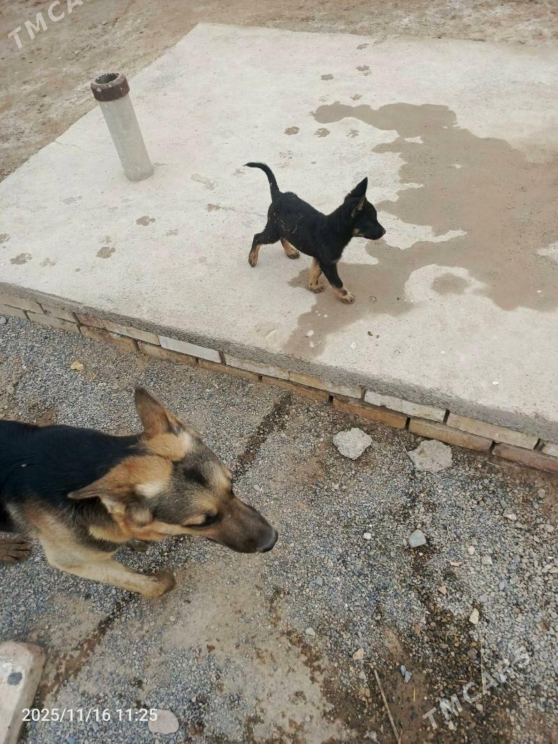 Afcarka - Векильбазар - img 2