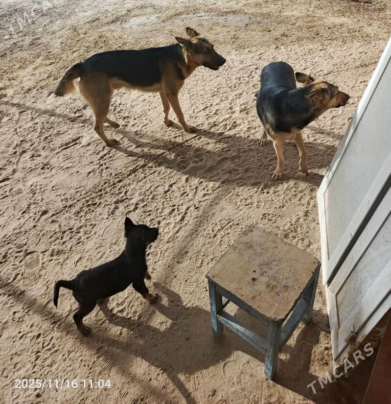 Afcarka - Векильбазар - img 6