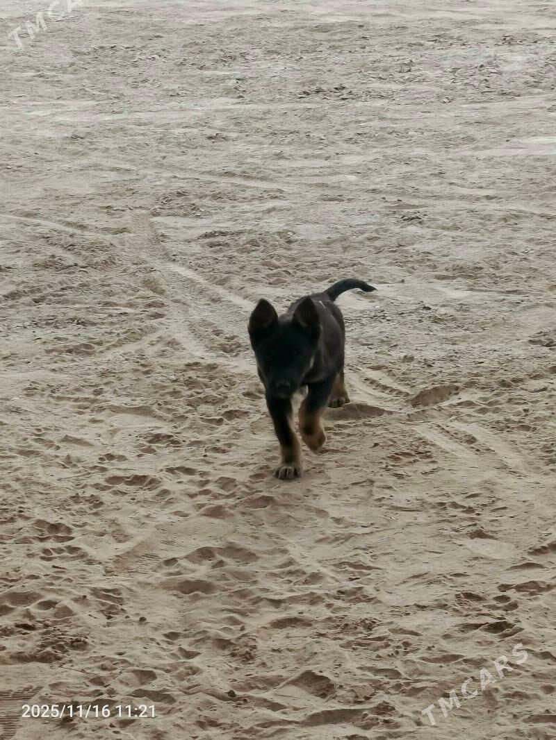 Afcarka - Векильбазар - img 3