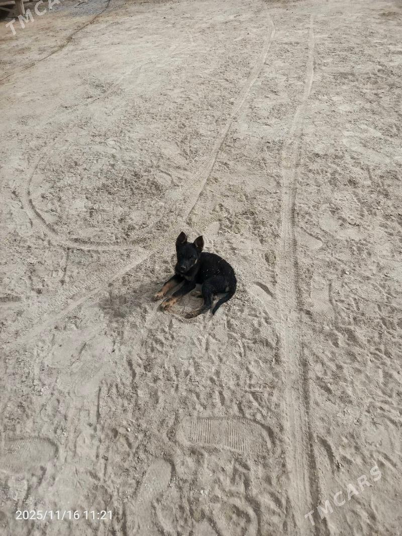 Afcarka - Векильбазар - img 4