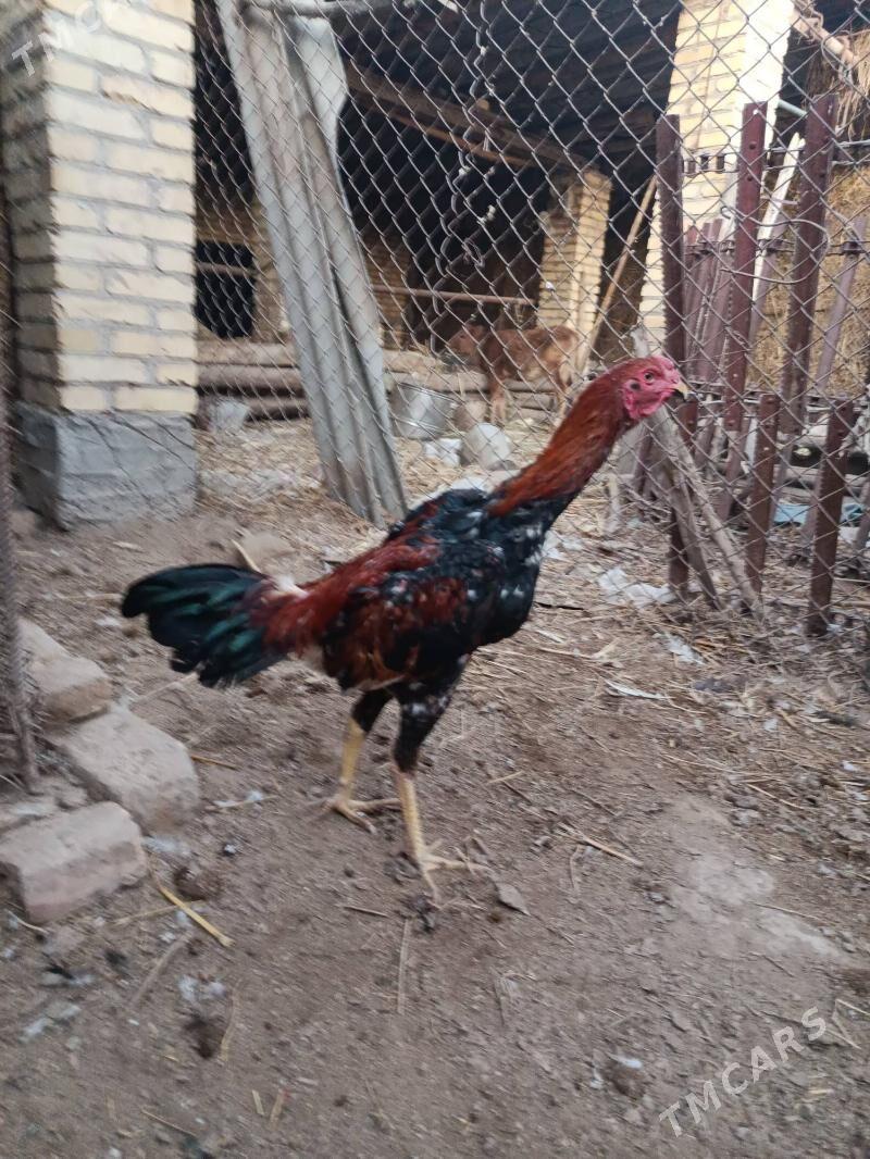 baysy horaz juje - Çärjew - img 10