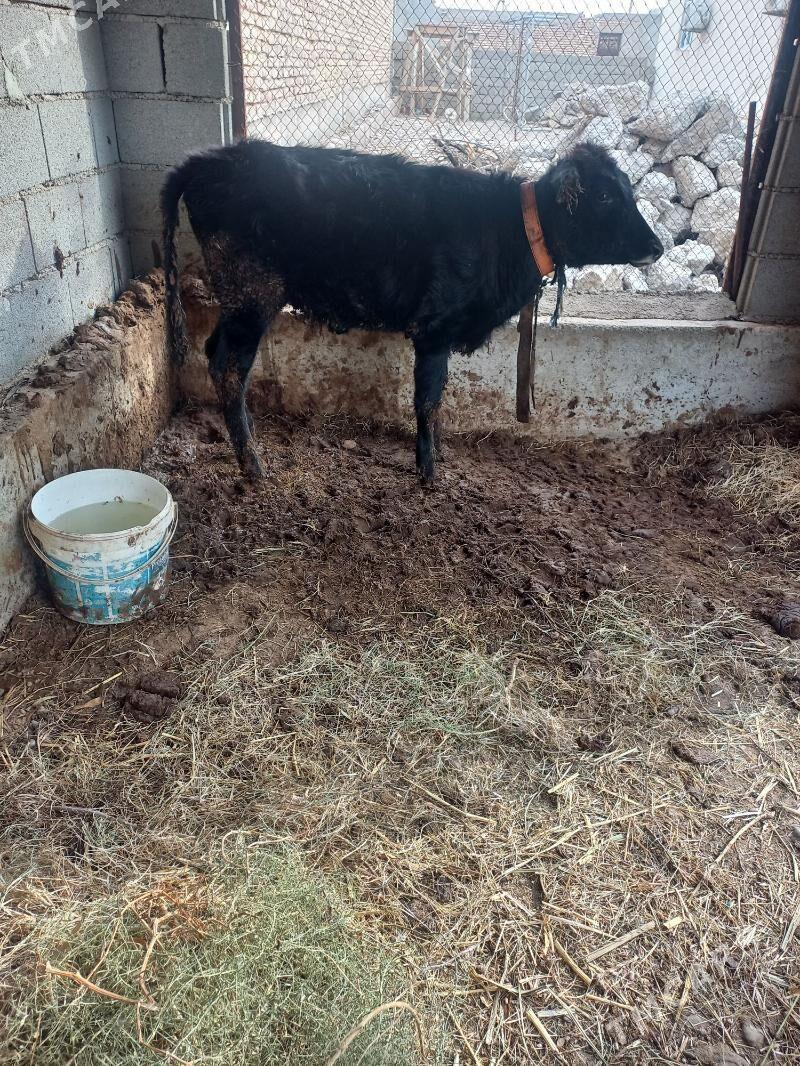 tuwee - Tejen - img 1