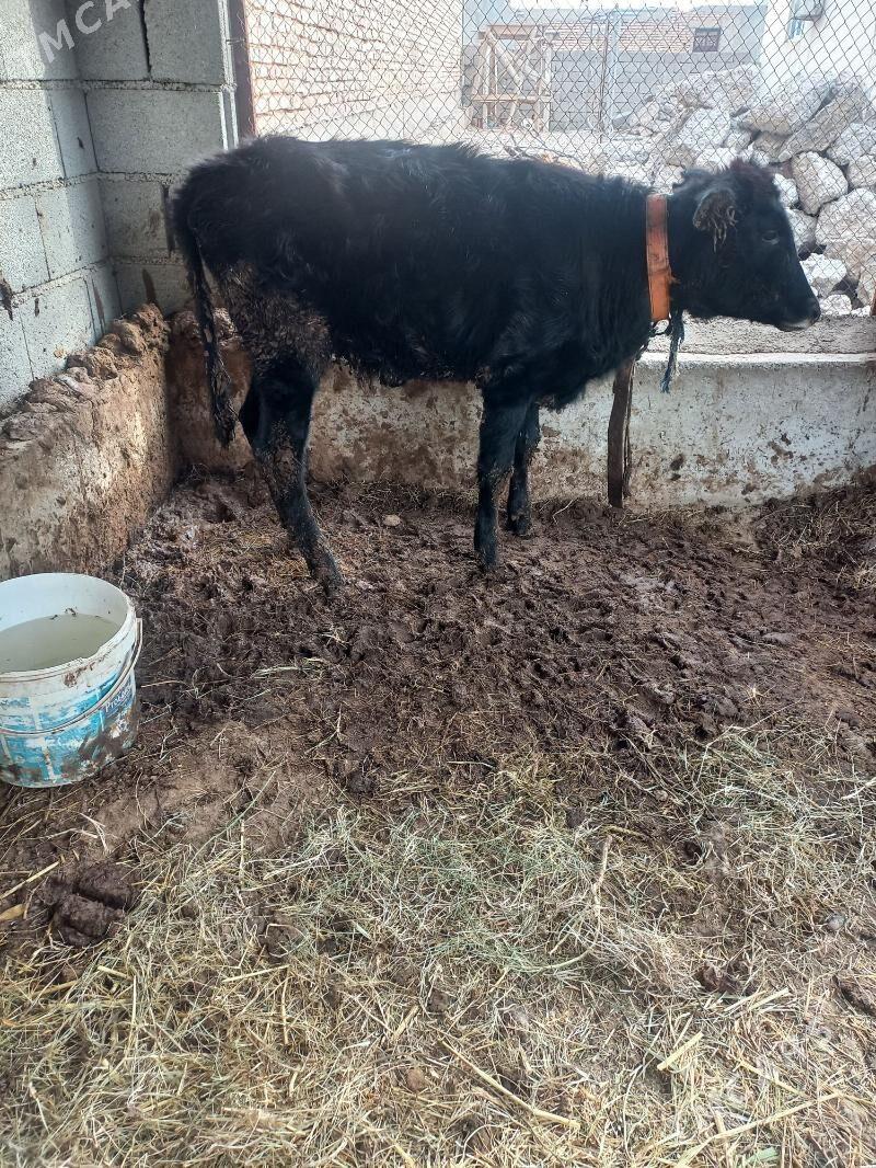 tuwee - Tejen - img 3