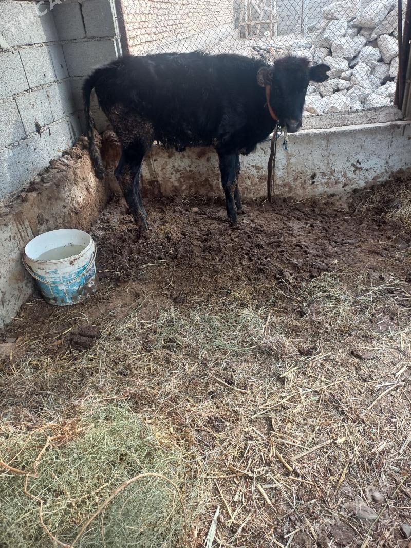 tuwee - Tejen - img 2