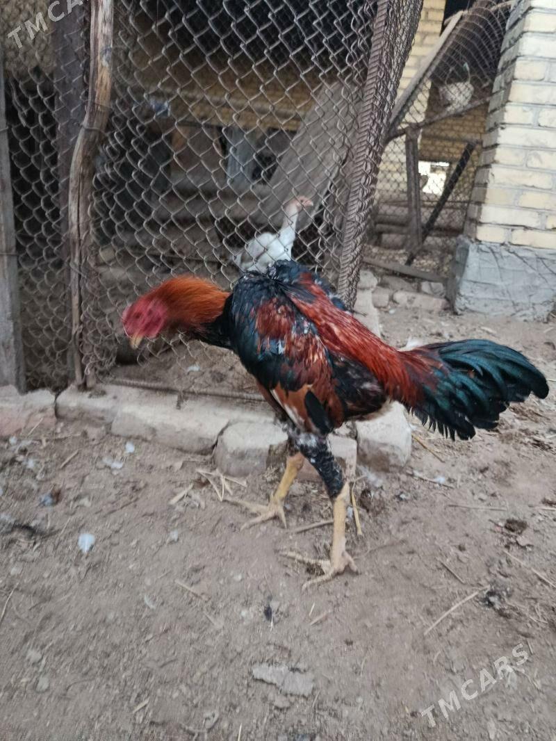 baysy horaz juje - Çärjew - img 8