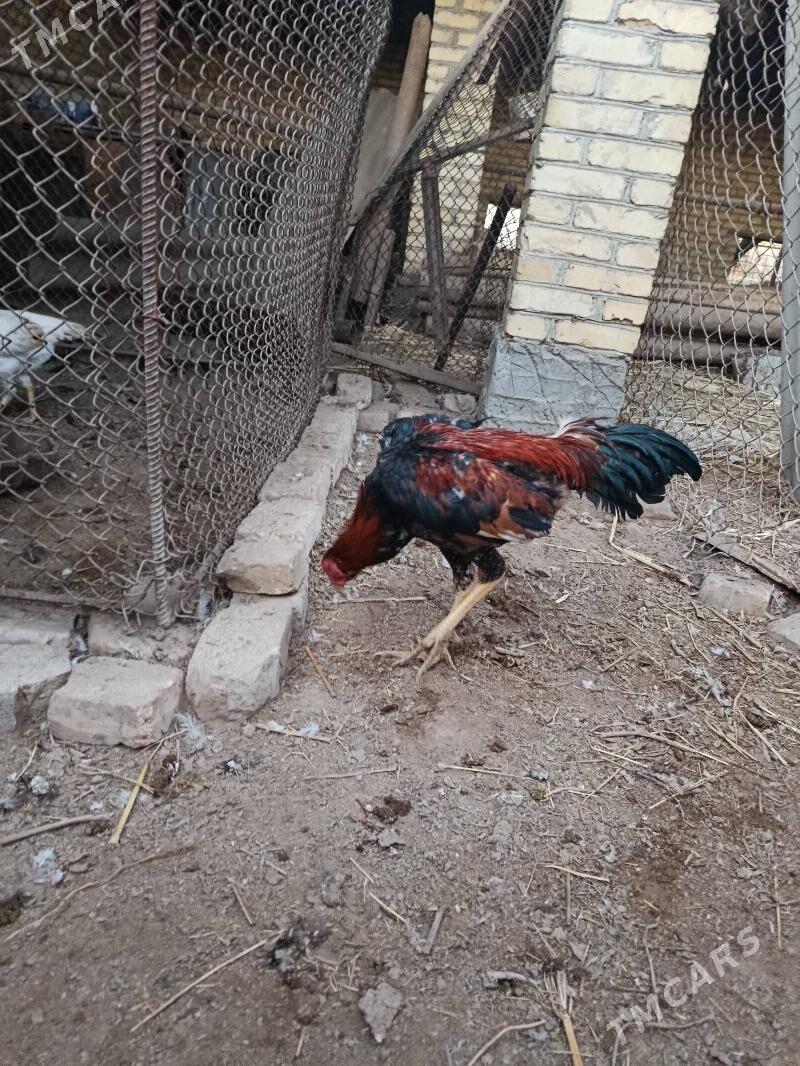 baysy horaz juje - Çärjew - img 7