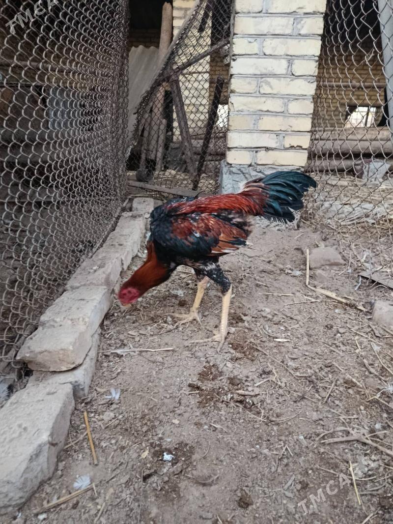 baysy horaz juje - Çärjew - img 5