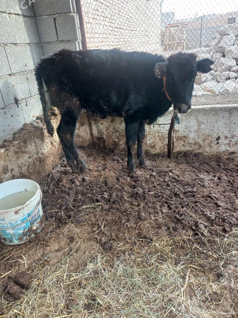 tuwee - Tejen - img 4