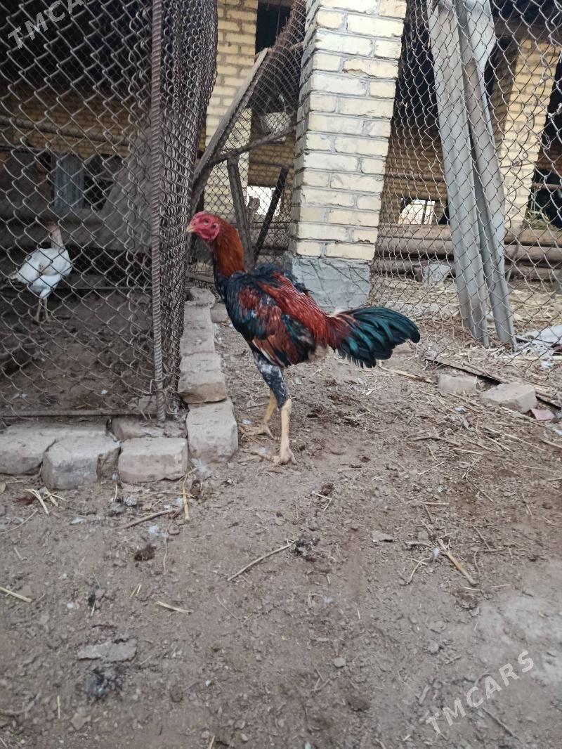 baysy horaz juje - Çärjew - img 6