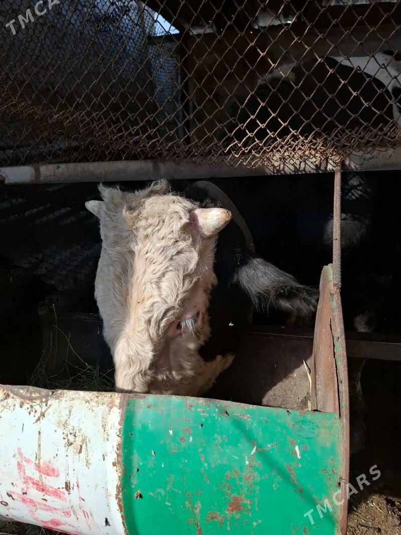 smental öküz orginal - Aşgabat - img 1