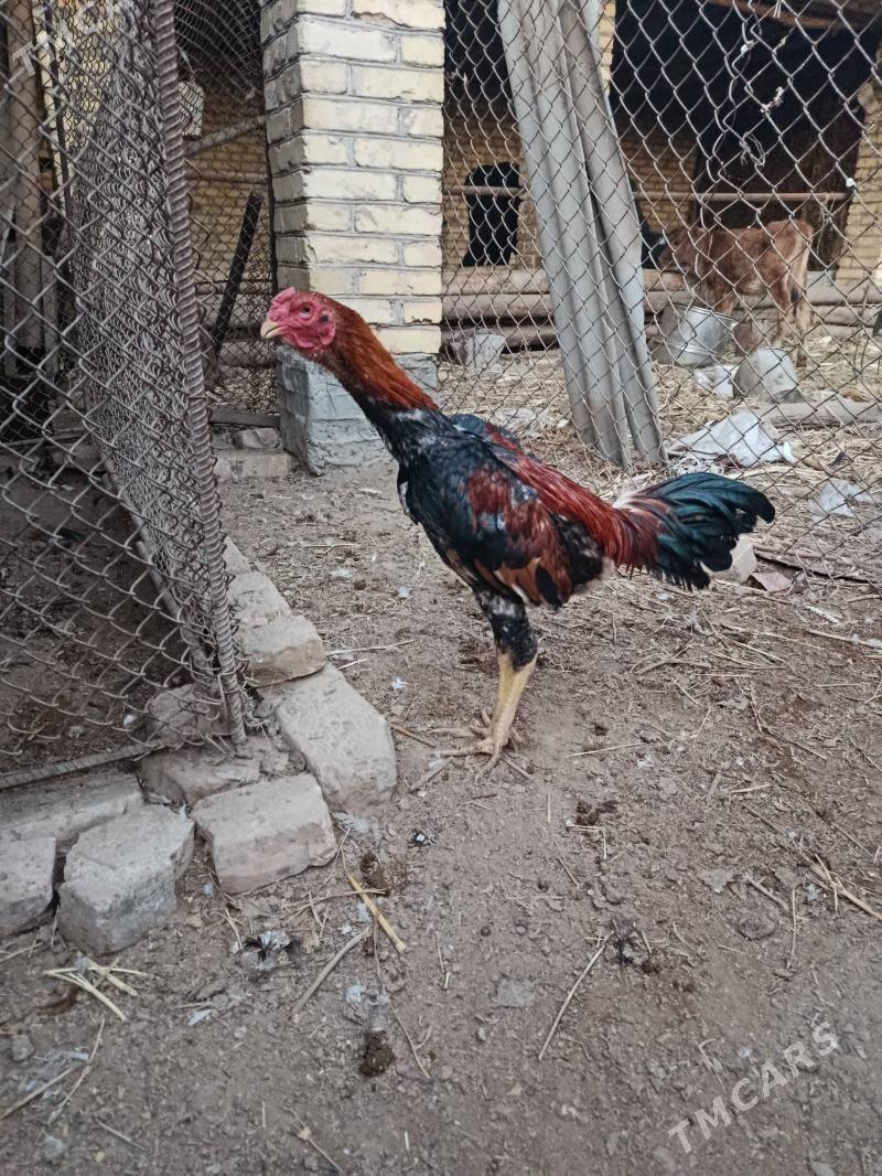 baysy horaz juje - Çärjew - img 3