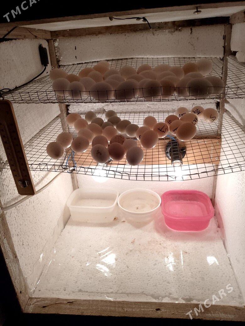 Inkibator - Ашхабад - img 4