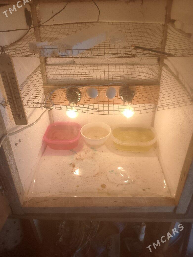 Inkibator - Ашхабад - img 2