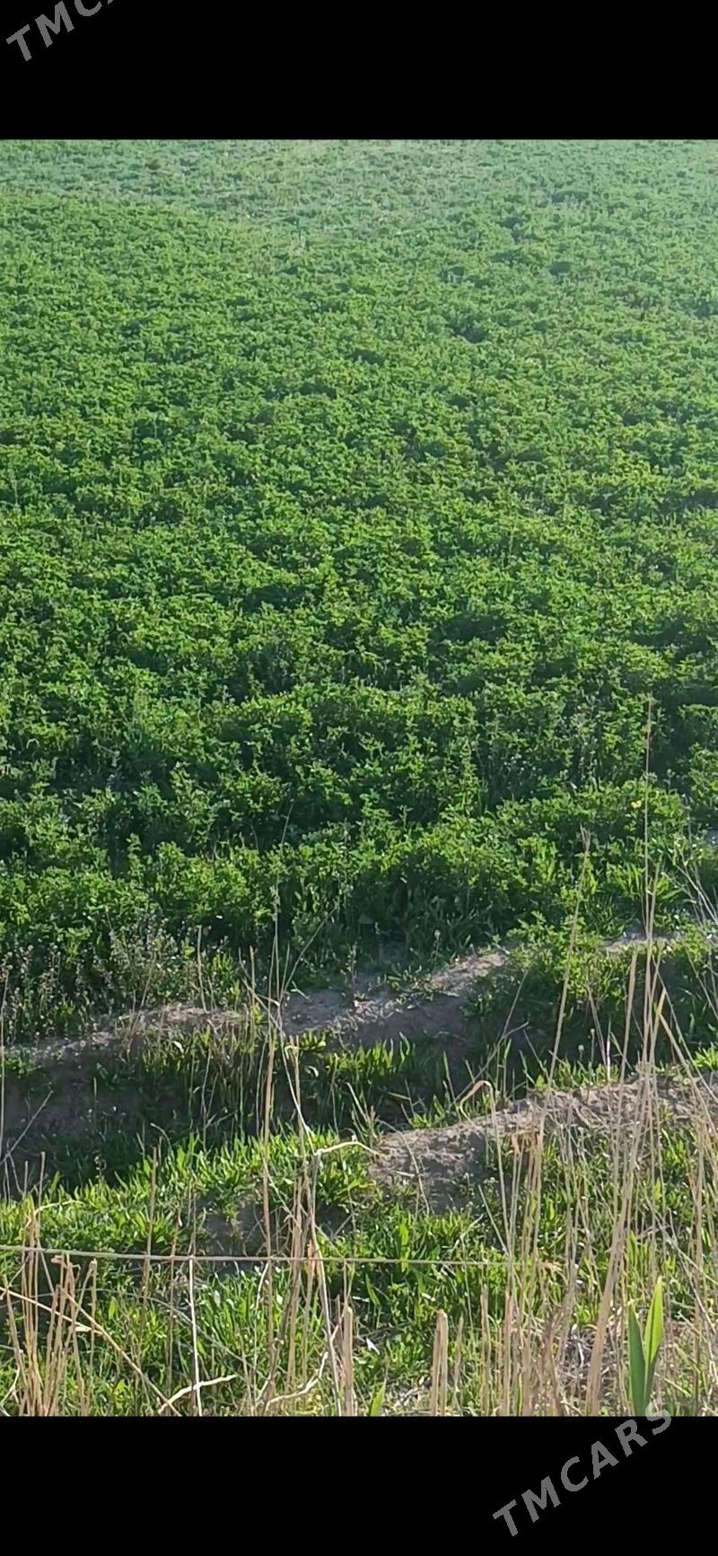 Yoranja yer - Änew - img 1