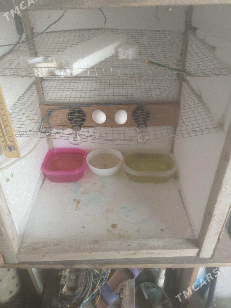 Inkibator - Ашхабад - img 3