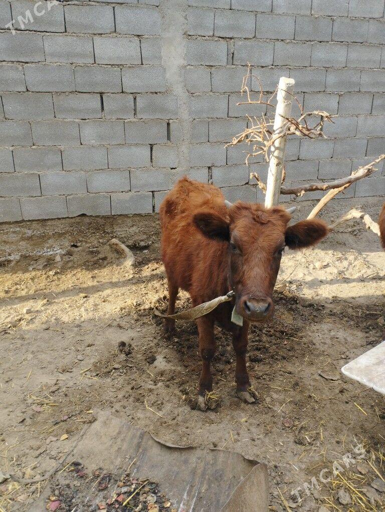 Tüwe sygyr - Ашхабад - img 3