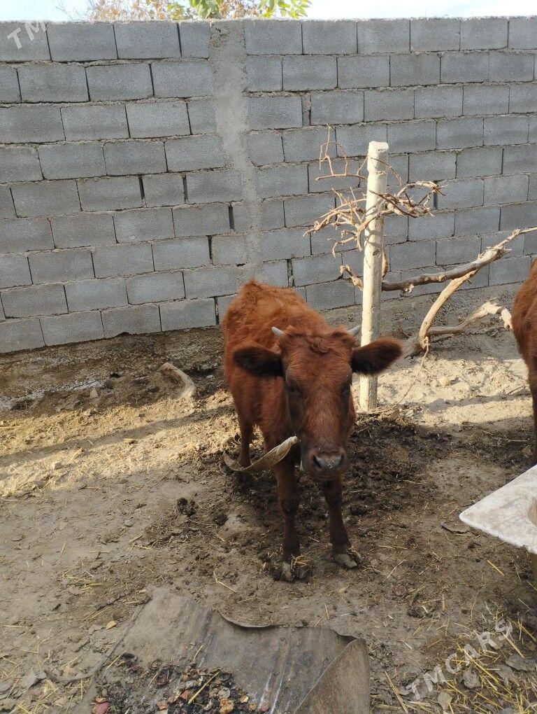 Tüwe sygyr - Ашхабад - img 2