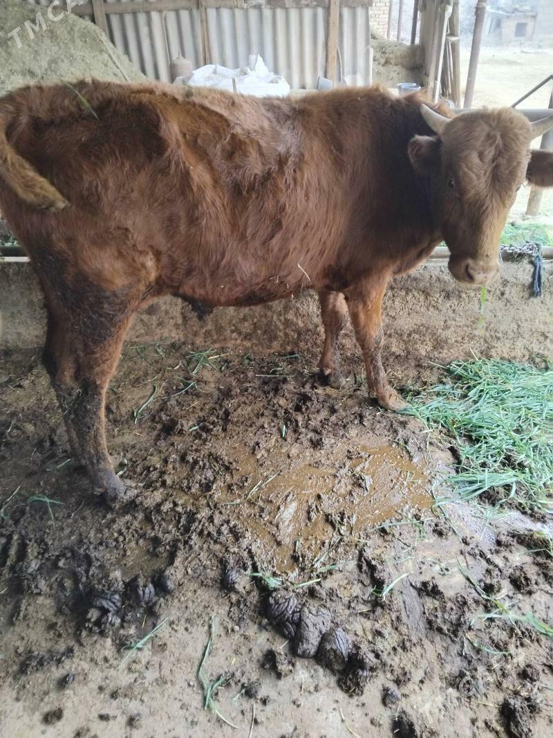 ökiz - Babadaýhan - img 3