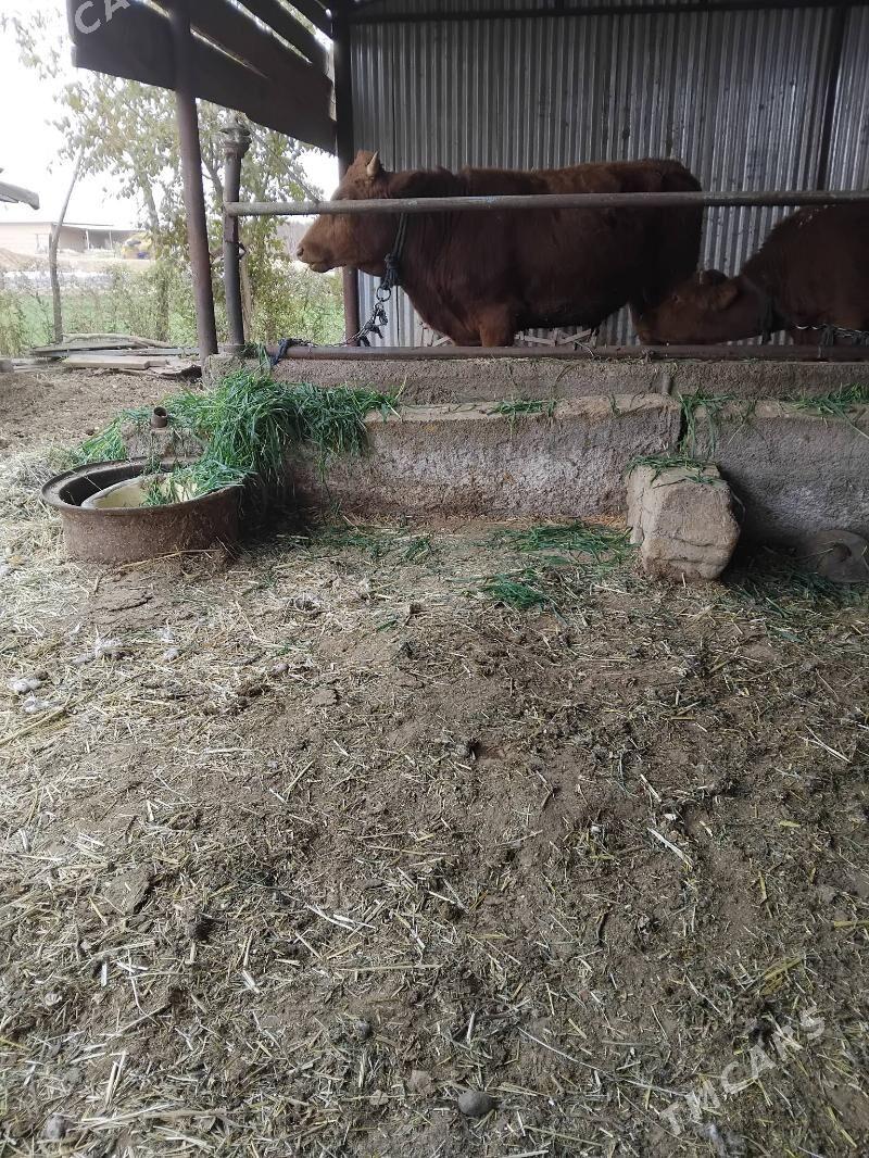 ökiz - Babadaýhan - img 1