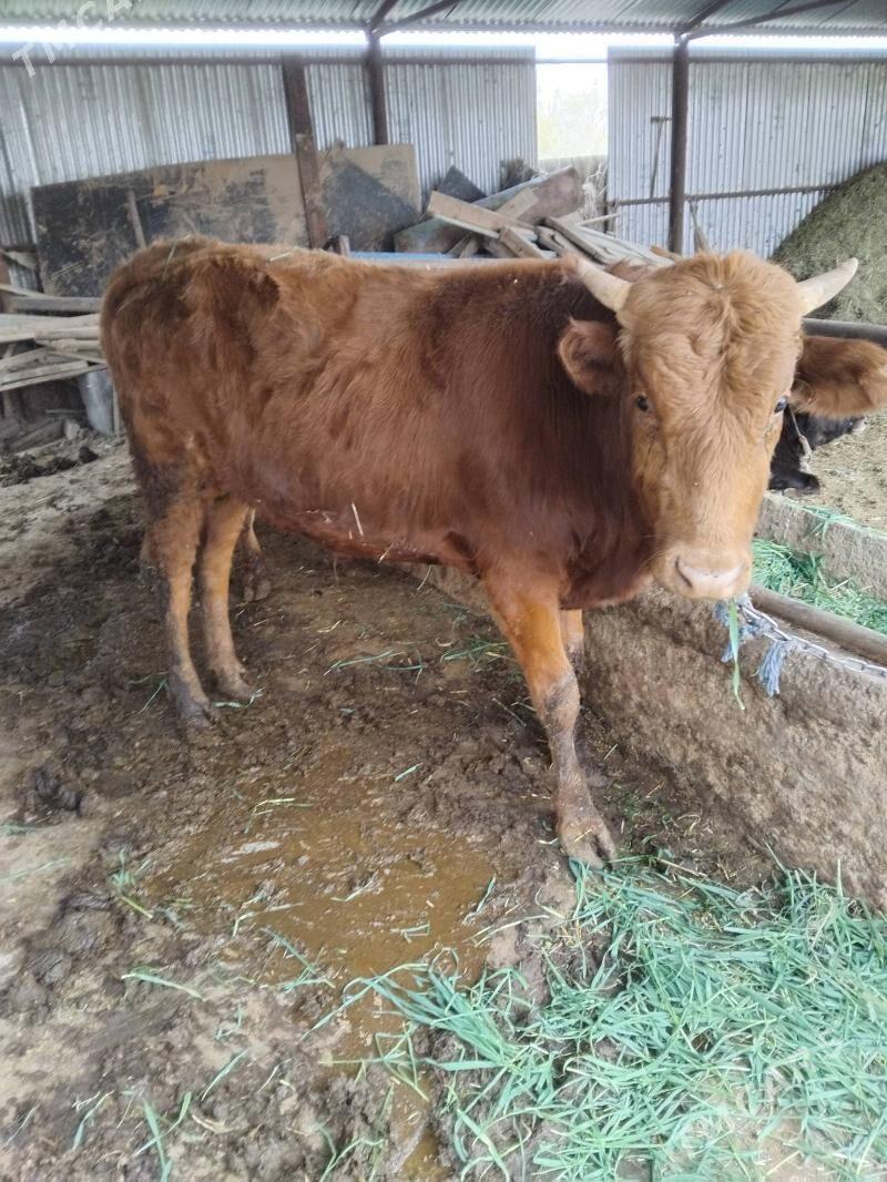 ökiz - Babadaýhan - img 2