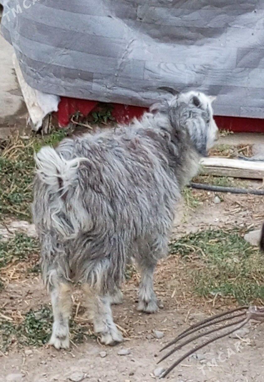 çewiş - Änew - img 2