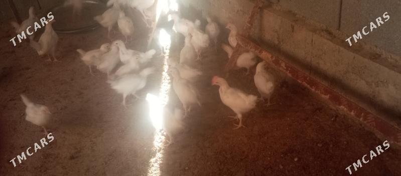 jüýje - Гёкдепе - img 2