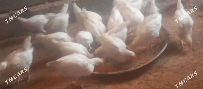 jüýje - Гёкдепе - img 3