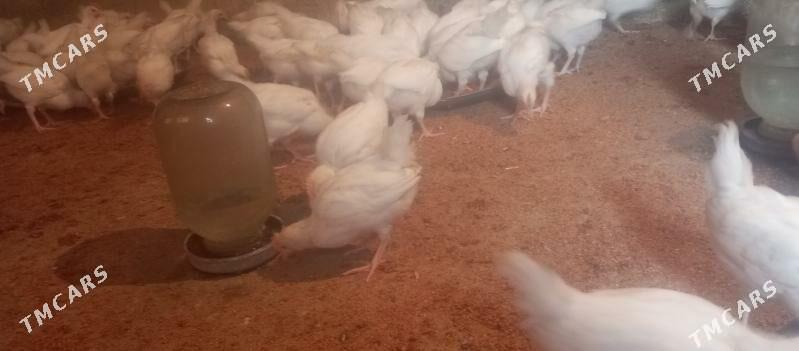 jüýje - Гёкдепе - img 5