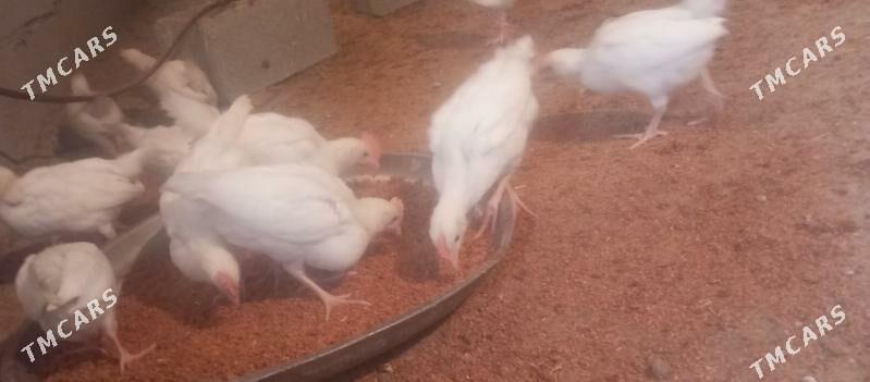 jüýje - Гёкдепе - img 4