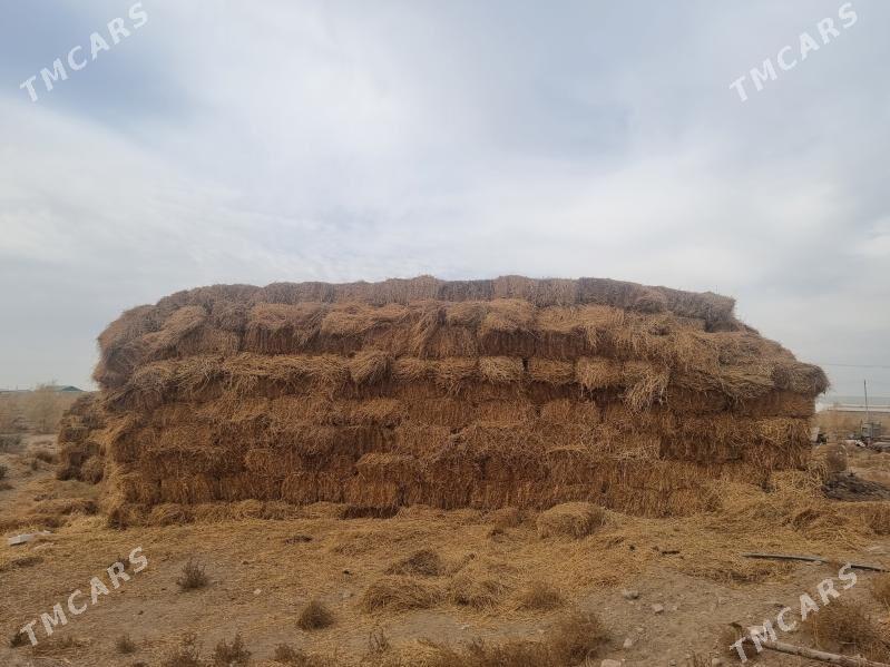 saman - Türkmenabat - img 3