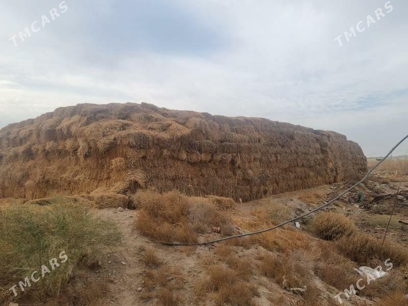 saman - Türkmenabat - img 4