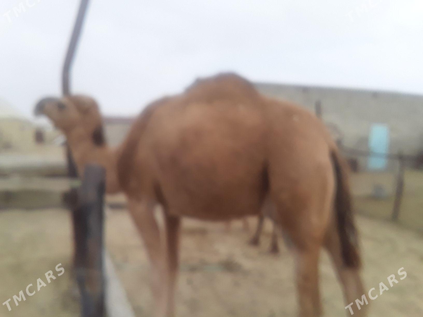 Dùýe - Гумдаг - img 6