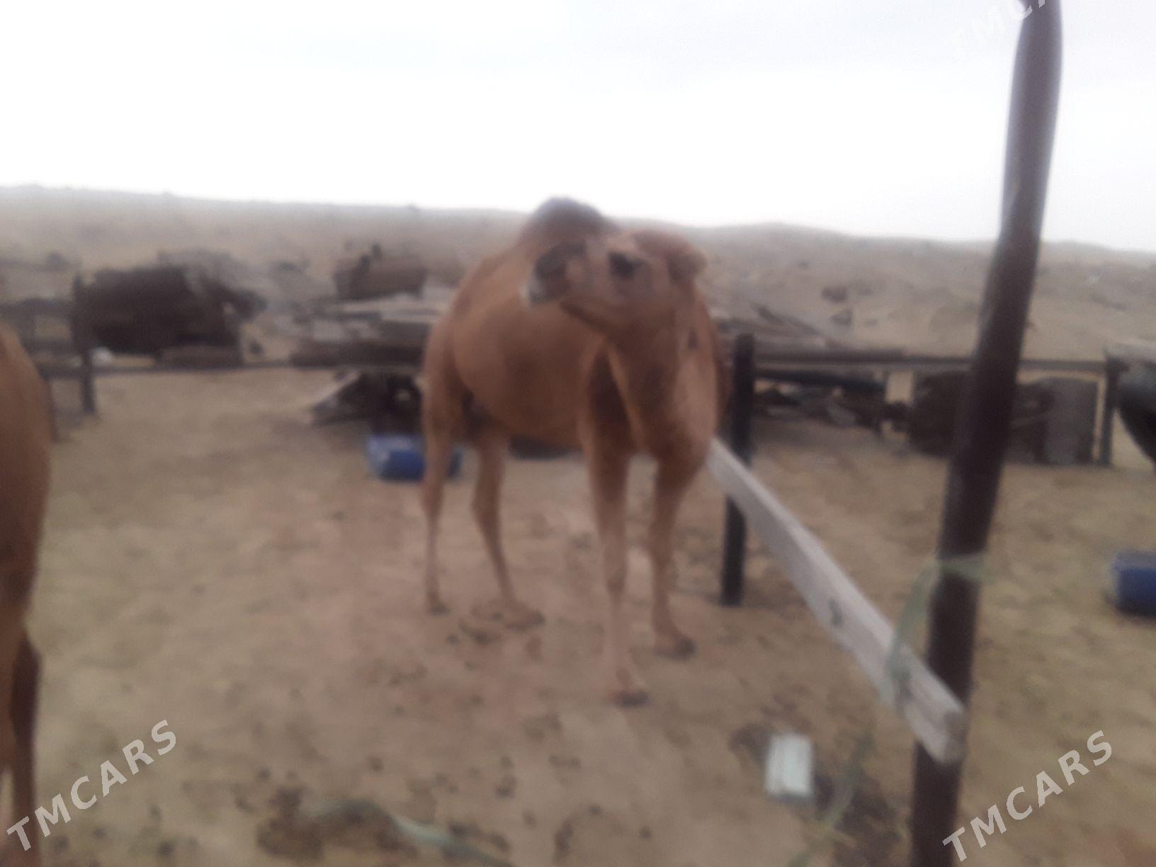 Dùýe - Гумдаг - img 7