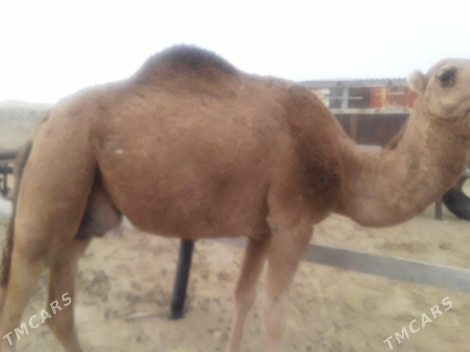 Dùýe - Гумдаг - img 2