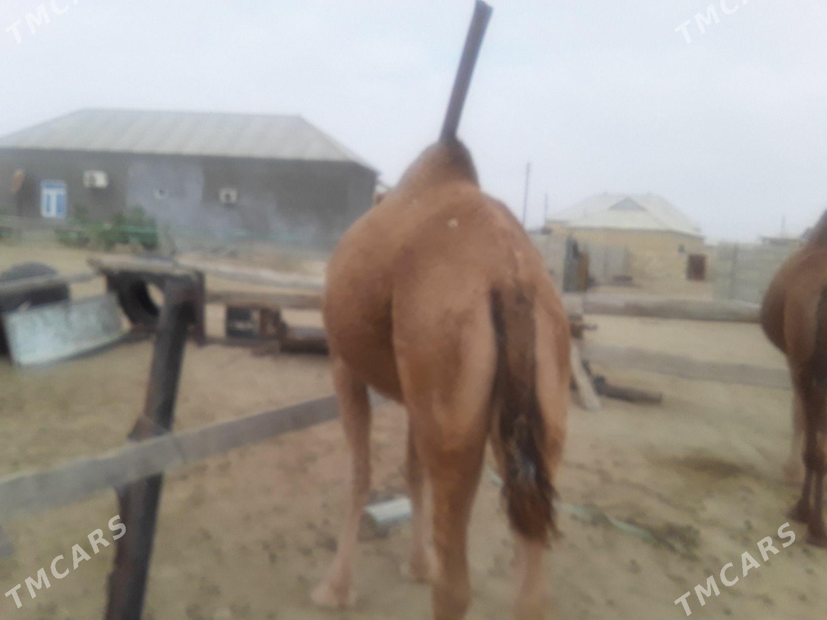 Dùýe - Гумдаг - img 5